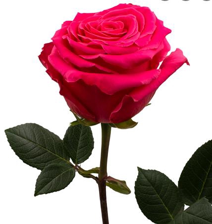<h4>R Gr Full Monty Hot Pink 50cm EC</h4>