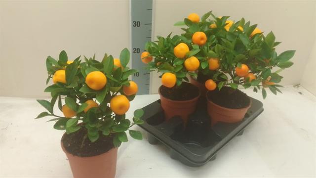 Citrus micro. 14Ø 30cm