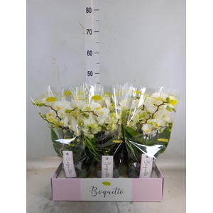 Phalaenopsis multi.   ...white