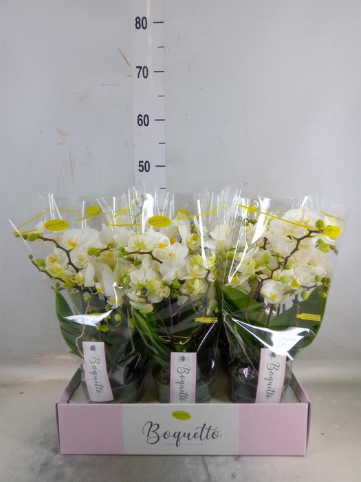 <h4>Phalaenopsis multi.   ...white</h4>