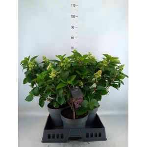 Hydrangea pan. 'Liv Infinity'
