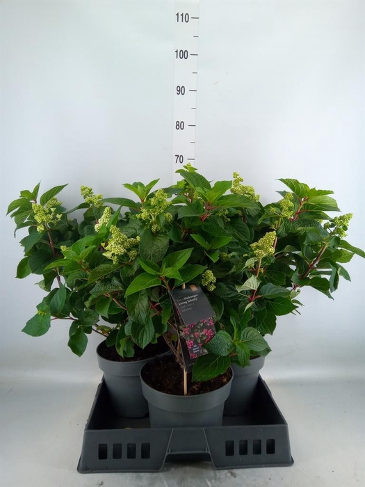 <h4>Hydrangea pan. 'Liv Infinity'</h4>