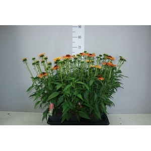 Echinacea Sunseekers Mineola