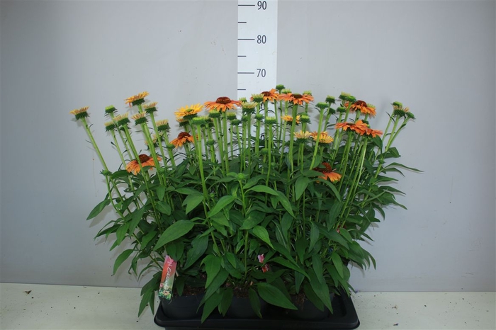 <h4>Echinacea Sunseekers Mineola</h4>