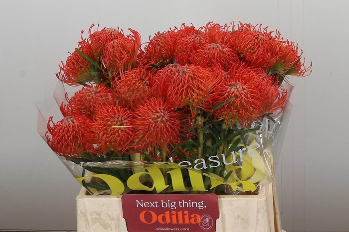 <h4>LEUCO CO SUCCESSION</h4>