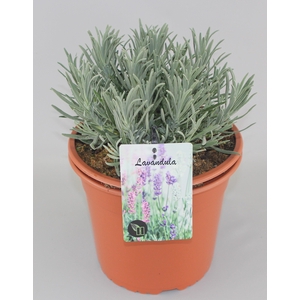 Lavandula Intermedia C5