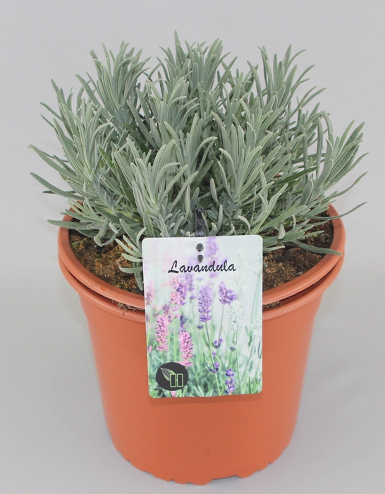 <h4>Lavandula Intermedia C5</h4>