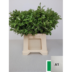 PITTOSPORUM PB TENUIFOLIUM