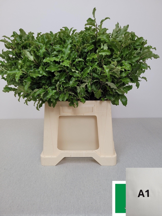 <h4>PITTOSPORUM PB TENUIFOLIUM</h4>