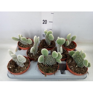 Opuntia microdasys 'Albispina'