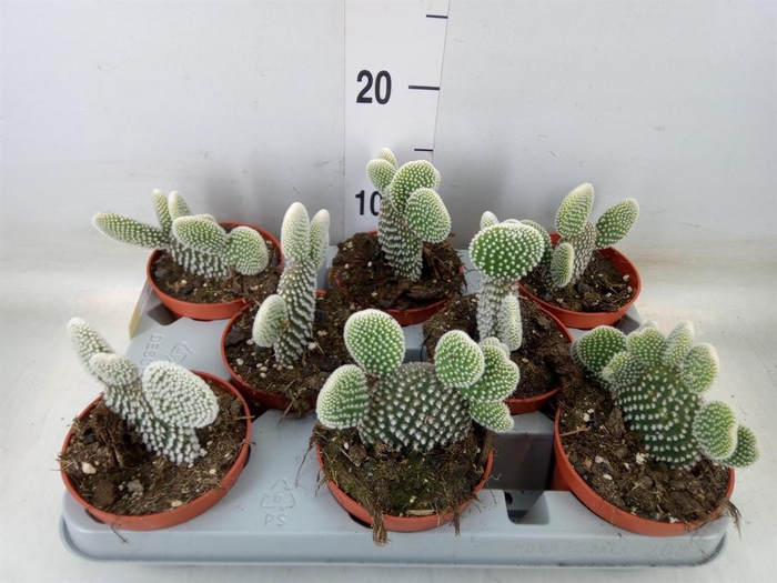 <h4>Opuntia microdasys 'Albispina'</h4>