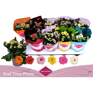 KAL GE PERF GEM 6 KL