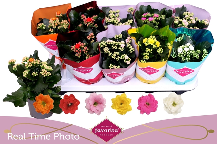 <h4>KAL GE PERF GEM 6 KL</h4>