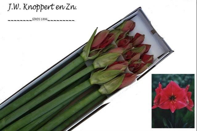 <h4>HIPP GA HERCULES x12</h4>