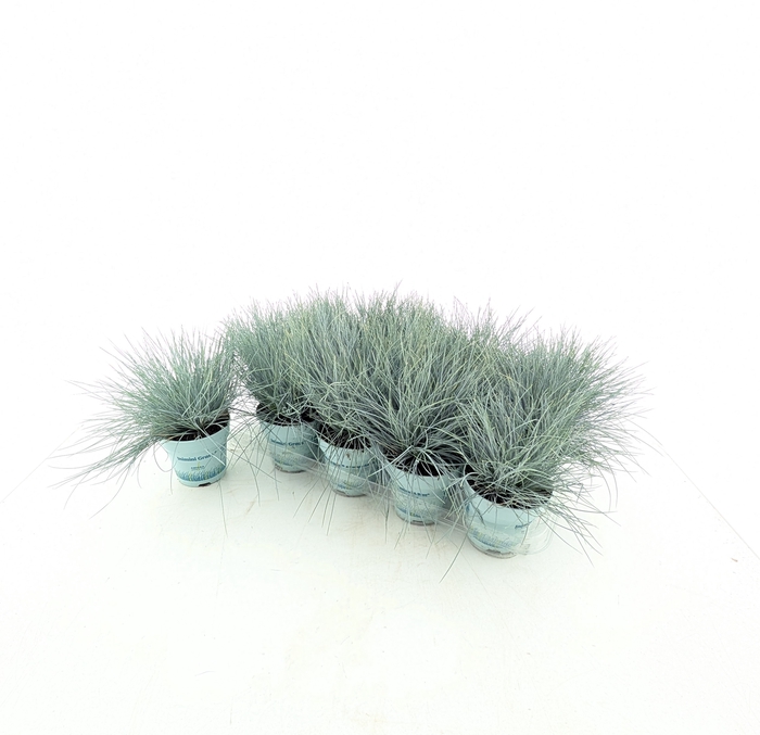 <h4>FEST GL COMPACT BLUE</h4>