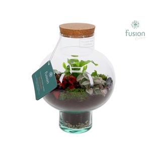 Green Bottle Laura Small met Terrarium arrangement 3pp
