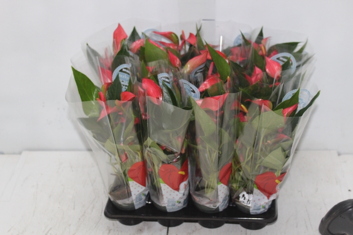 <h4>ANTHURIUM TRILLIONS RED P06</h4>