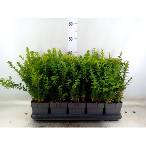 Buxus semp.   ...