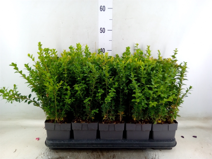 <h4>Buxus semp.   ...</h4>