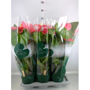 Anthurium andr. 'Colorado'