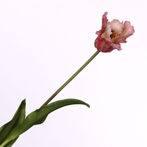 Tulip Parrot Pink FL440259PNK