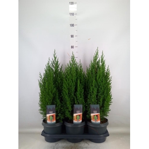 Juniperus chinensis 'Stricta'