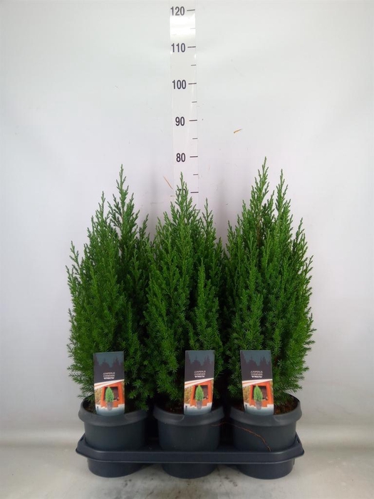 <h4>Juniperus chinensis 'Stricta'</h4>