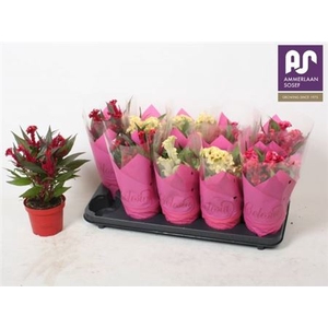 Celosia argentea Hot Topic gemengd