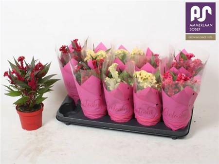 <h4>Celosia argentea Hot Topic gemengd</h4>