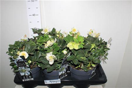 <h4>Hell Ni Chr Carol 6+ P17</h4>