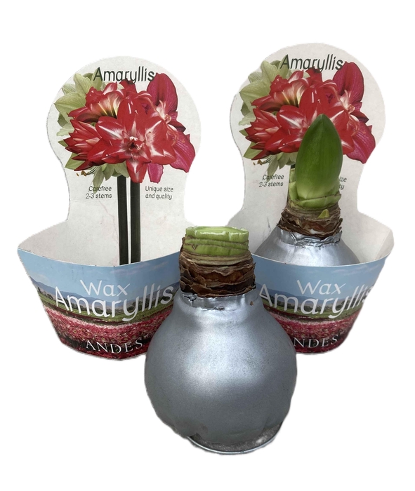 <h4>HIPPEASTRUM-HYBRID P14</h4>