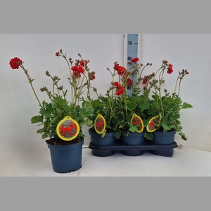 GEUM SCARLET TEMPEST