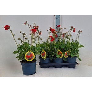 GEUM SCARLET TEMPEST