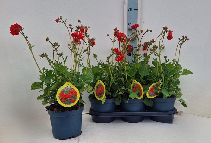 <h4>GEUM SCARLET TEMPEST</h4>