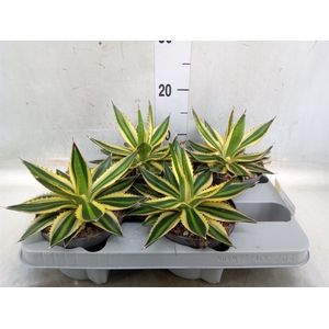 Agave lophantha 'Quadricolor'
