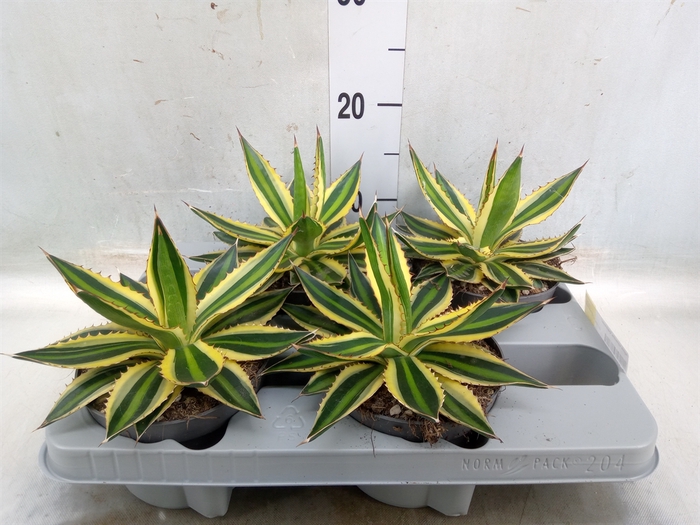 <h4>Agave lophantha 'Quadricolor'</h4>