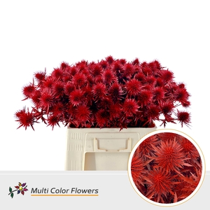 Eryngium Rood