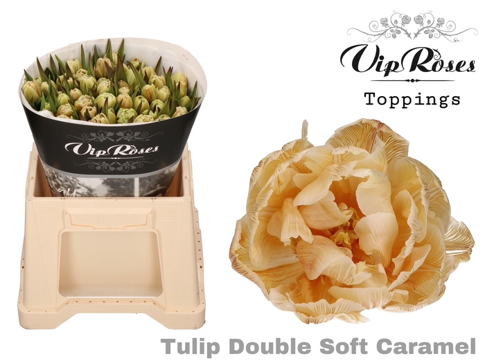 <h4>Tu Du Vip Double Soft Caramel</h4>