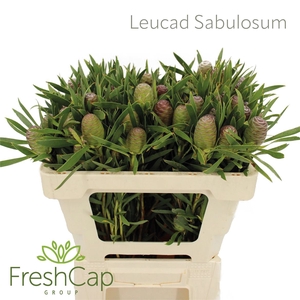 Leucad Sabulosum