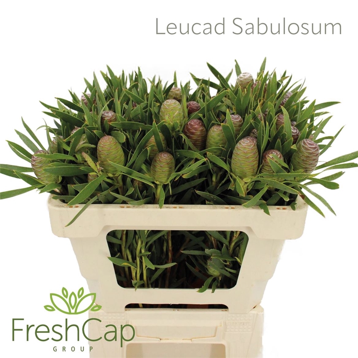 <h4>Leucad Sabulosum</h4>
