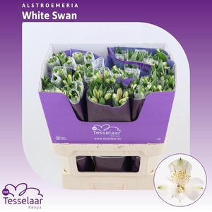 Alstroemeria White Swan | Heavy Quality