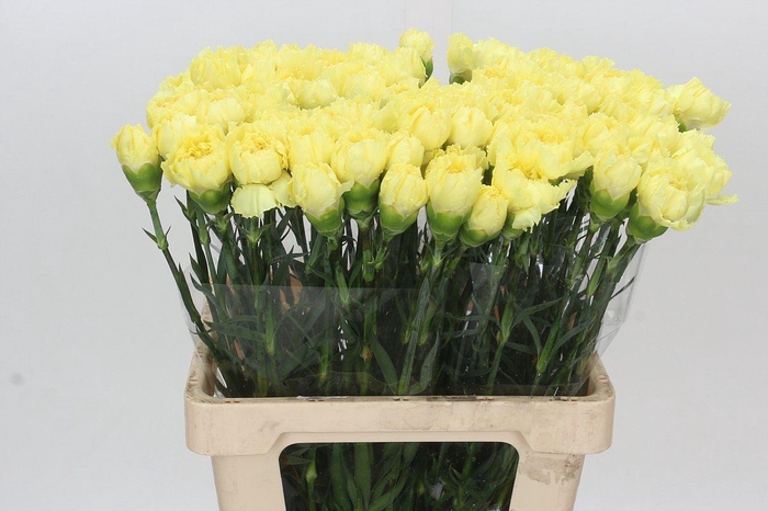 <h4>Dianthus St Zelda</h4>