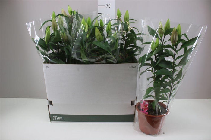 <h4>Lil Or Sunny Keys 3pp Roze</h4>