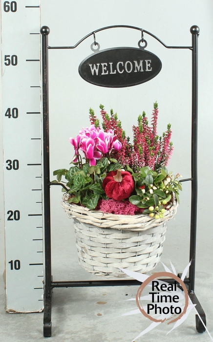 <h4>ARR TUINPLANTEN H%</h4>