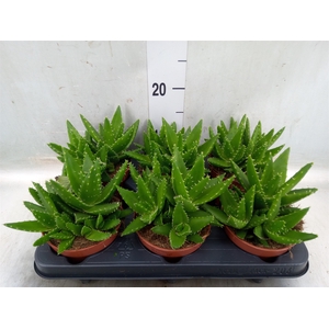 Aloe perfoliata