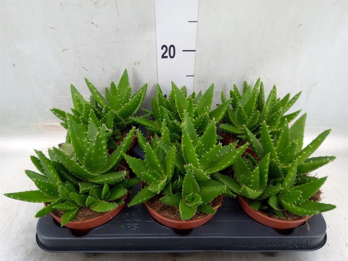 <h4>Aloe perfoliata</h4>