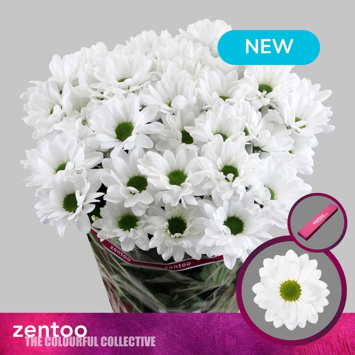 <h4>Chrysanthemum Indicum Grp tros Mirana</h4>