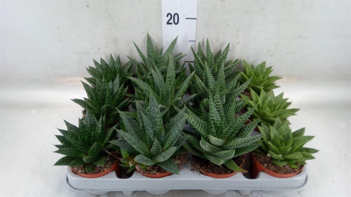 <h4>Aloe ...mix</h4>