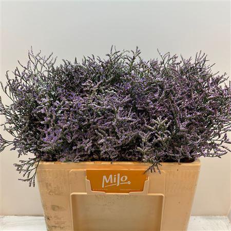 <h4>Lim Saf Lilac</h4>