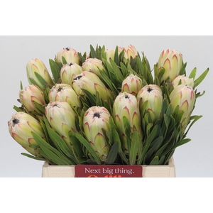 Protea White Night